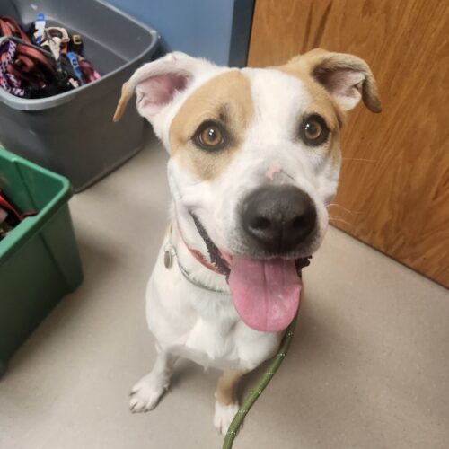 Liam, an adoptable Cattle Dog, Mixed Breed in Grand Junction, CO, 81503 | Photo Image 2
