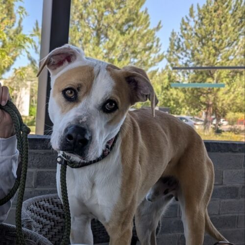 Liam, an adoptable Cattle Dog, Mixed Breed in Grand Junction, CO, 81503 | Photo Image 3