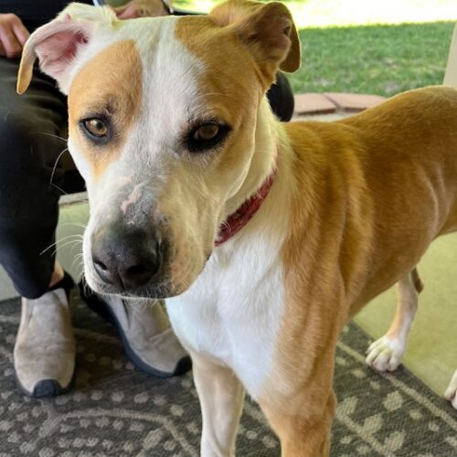 Liam, an adoptable Cattle Dog, Mixed Breed in Grand Junction, CO, 81503 | Photo Image 4