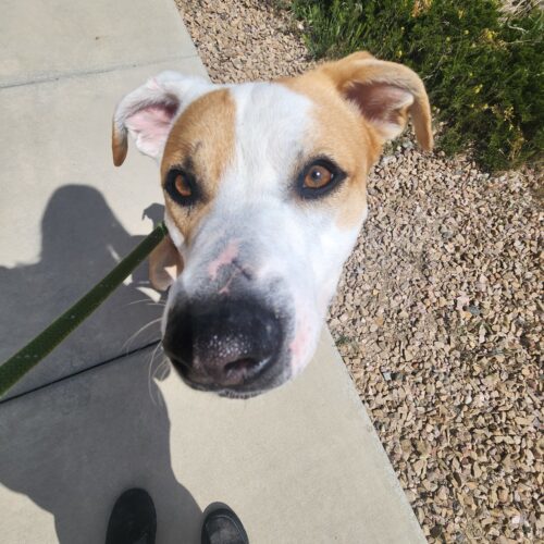 Liam, an adoptable Cattle Dog, Mixed Breed in Grand Junction, CO, 81503 | Photo Image 5