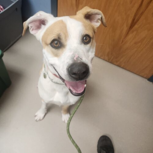 Liam, an adoptable Cattle Dog, Mixed Breed in Grand Junction, CO, 81503 | Photo Image 6
