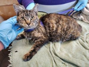 Ivy, Adult Female Domestic Short Hair
