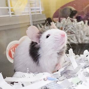 Duarte, Adult Male Mouse