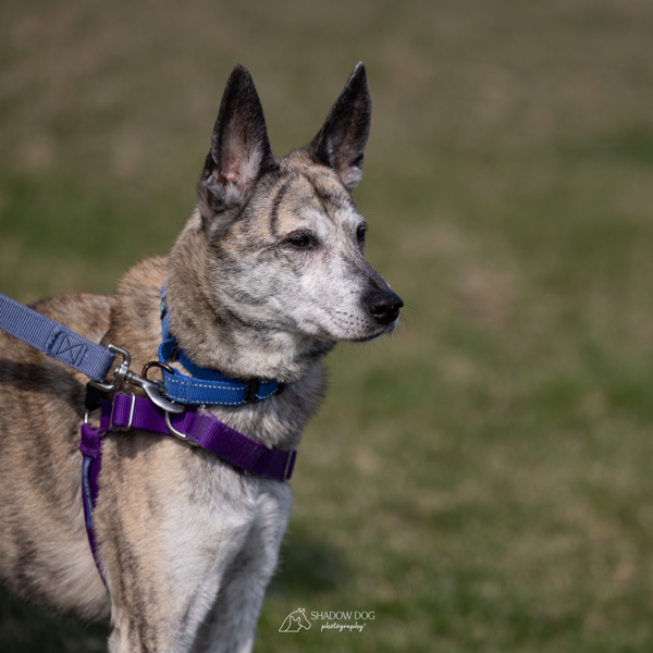 Athena