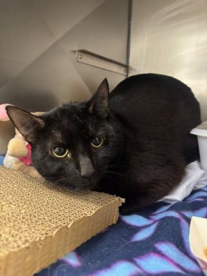 Meet Baby a 5 year old black kitty Babys name may fool you because he is well past the energetic