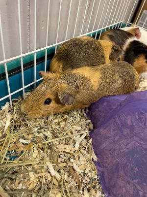 Edna, Young Female Guinea Pig
