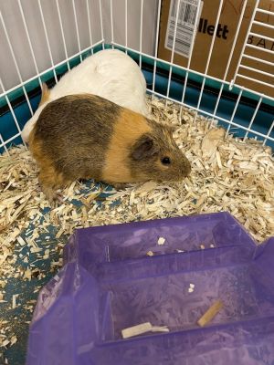 Eileen, Young Female Guinea Pig