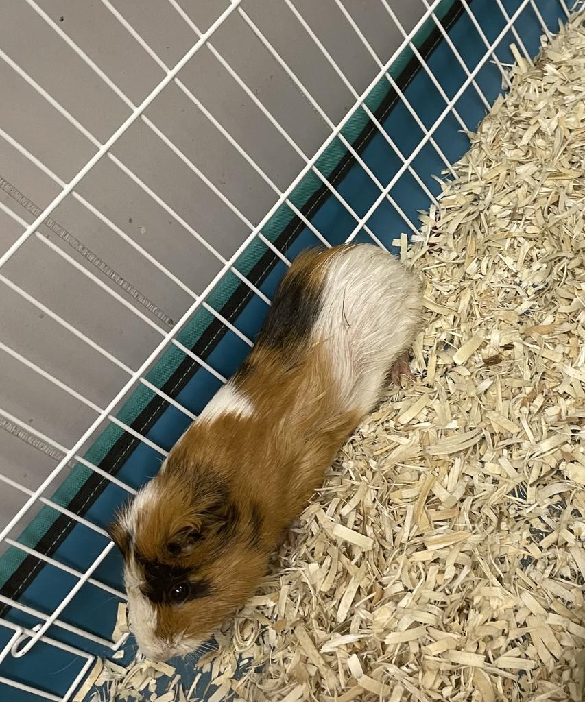 Edwin