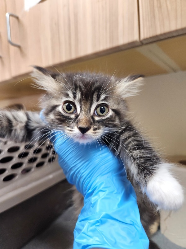 Eddie, an adoptable Domestic Short Hair in Kennewick, WA, 99336 | Photo Image 1