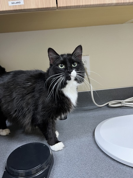 Misty, an adoptable Domestic Medium Hair in Kennewick, WA, 99336 | Photo Image 1