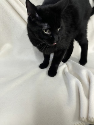 Jellybean