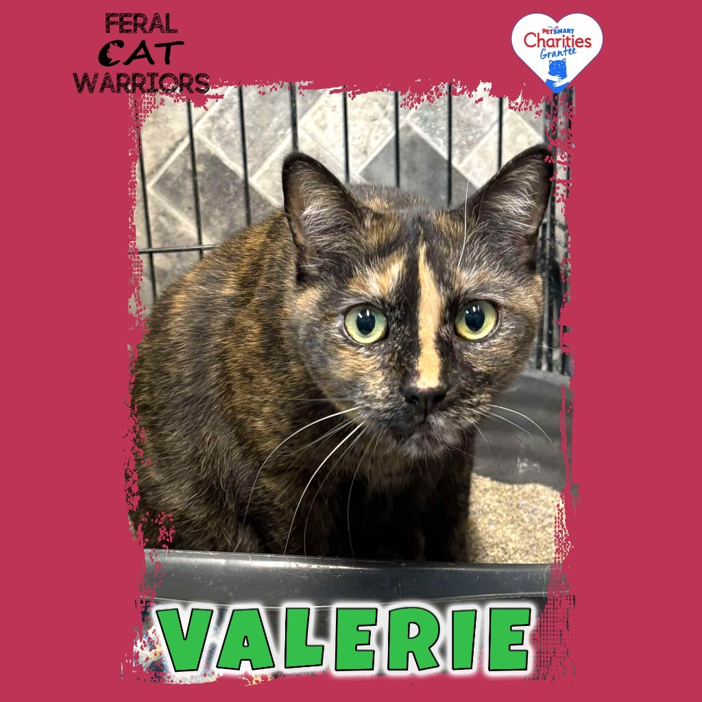 Valerie, an adoptable Domestic Short Hair in Kingman, AZ, 86401 | Photo Image 1