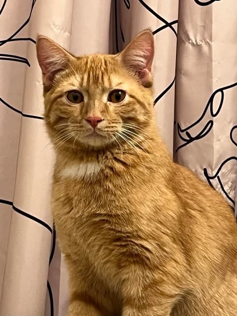 Dennis--Adoption Pending