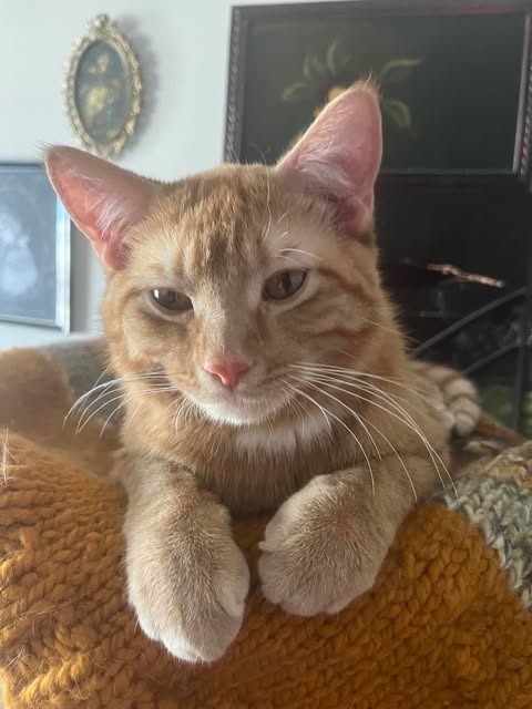 Dennis--Adoption Pending