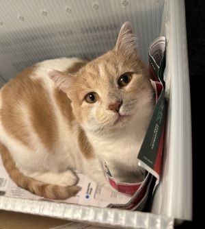 Vander (FIV+), Adult Male Domestic Short Hair