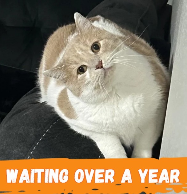 Vander (FIV+)