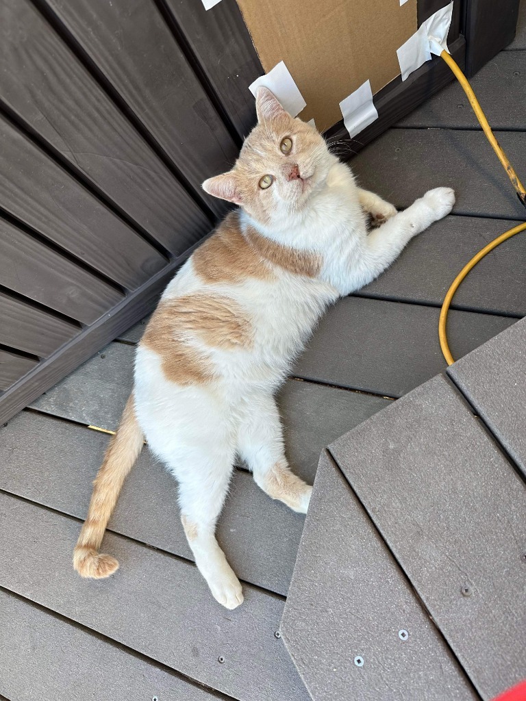 Vander (FIV+) - Pending Adoption