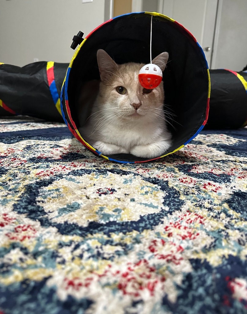 Vander (FIV+) - Pending Adoption