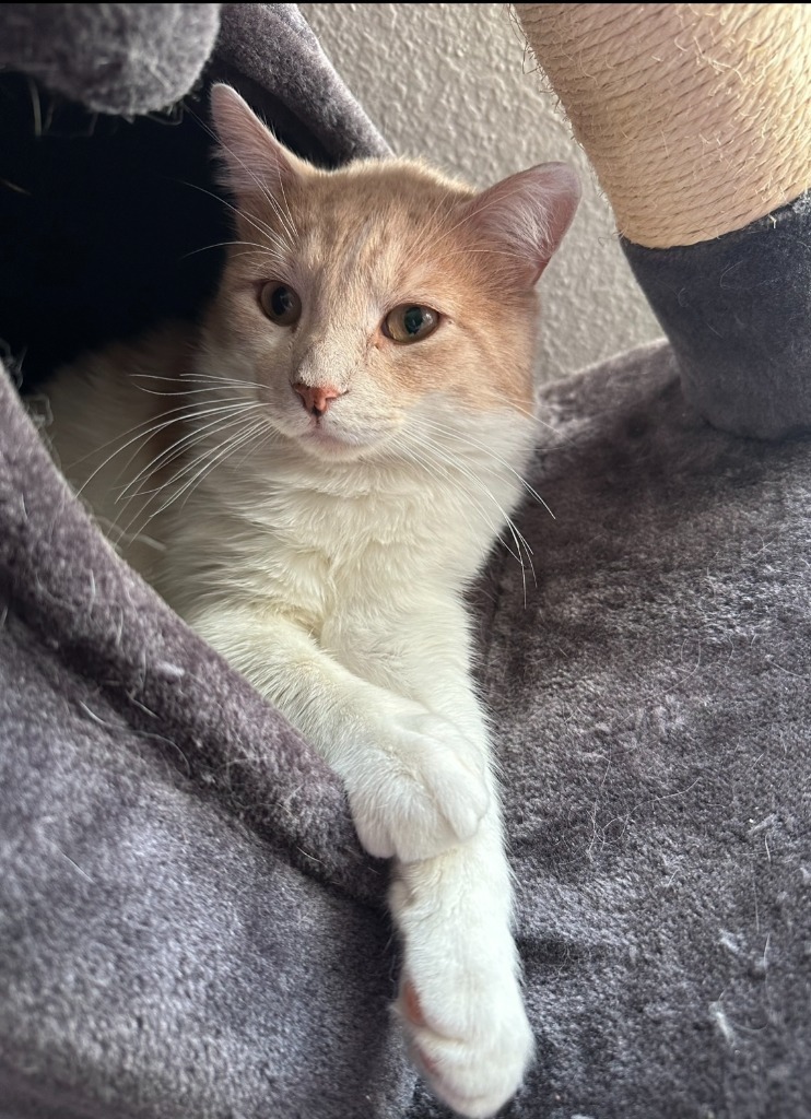 Vander (FIV+)