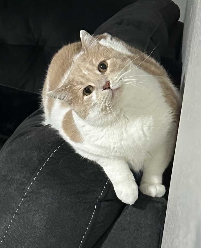 Vander (FIV+)