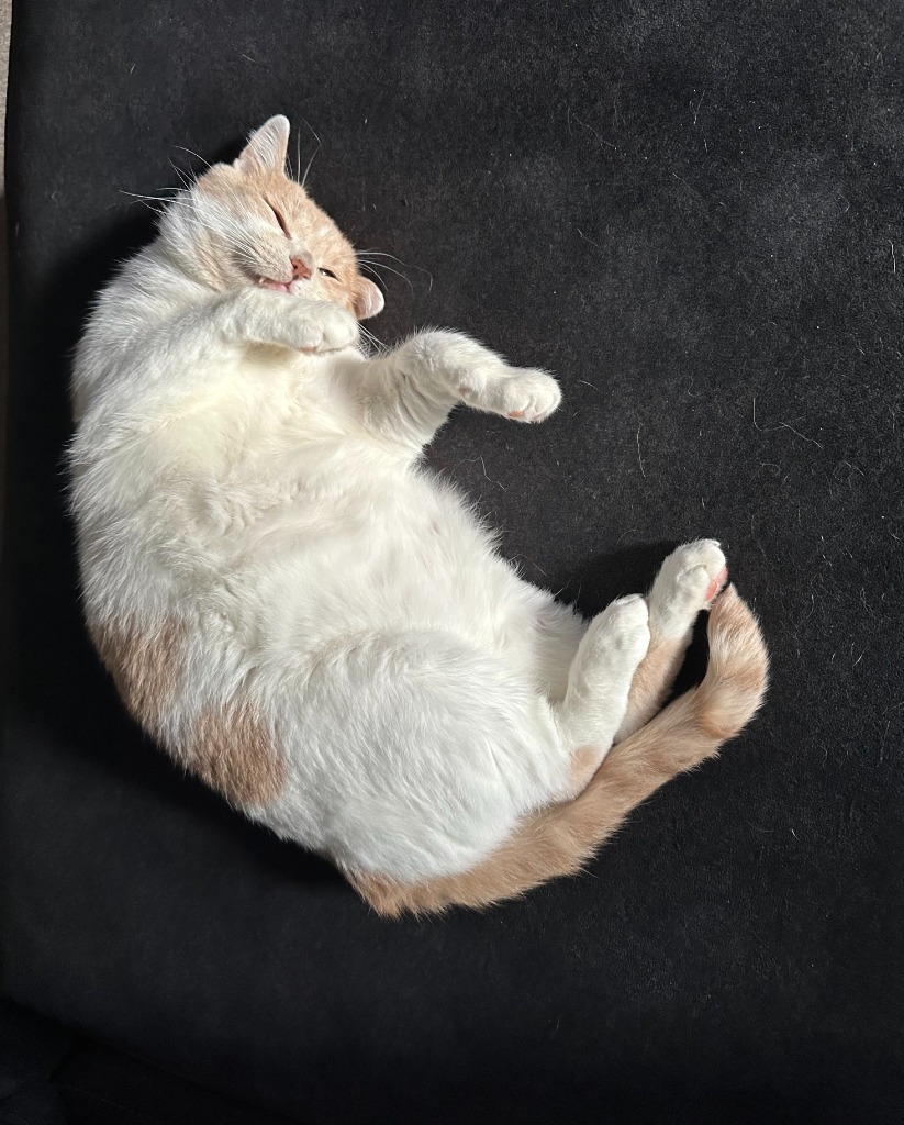 Vander (FIV+)
