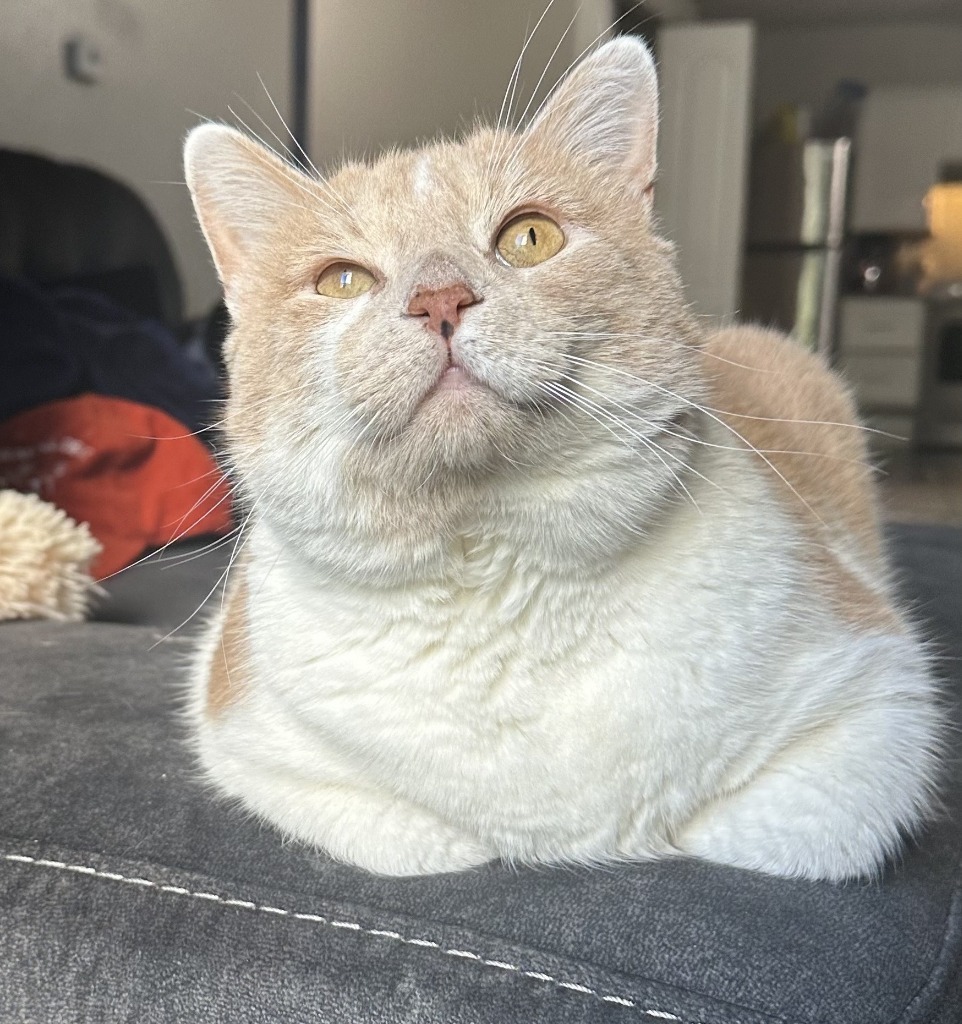 Vander (FIV+)