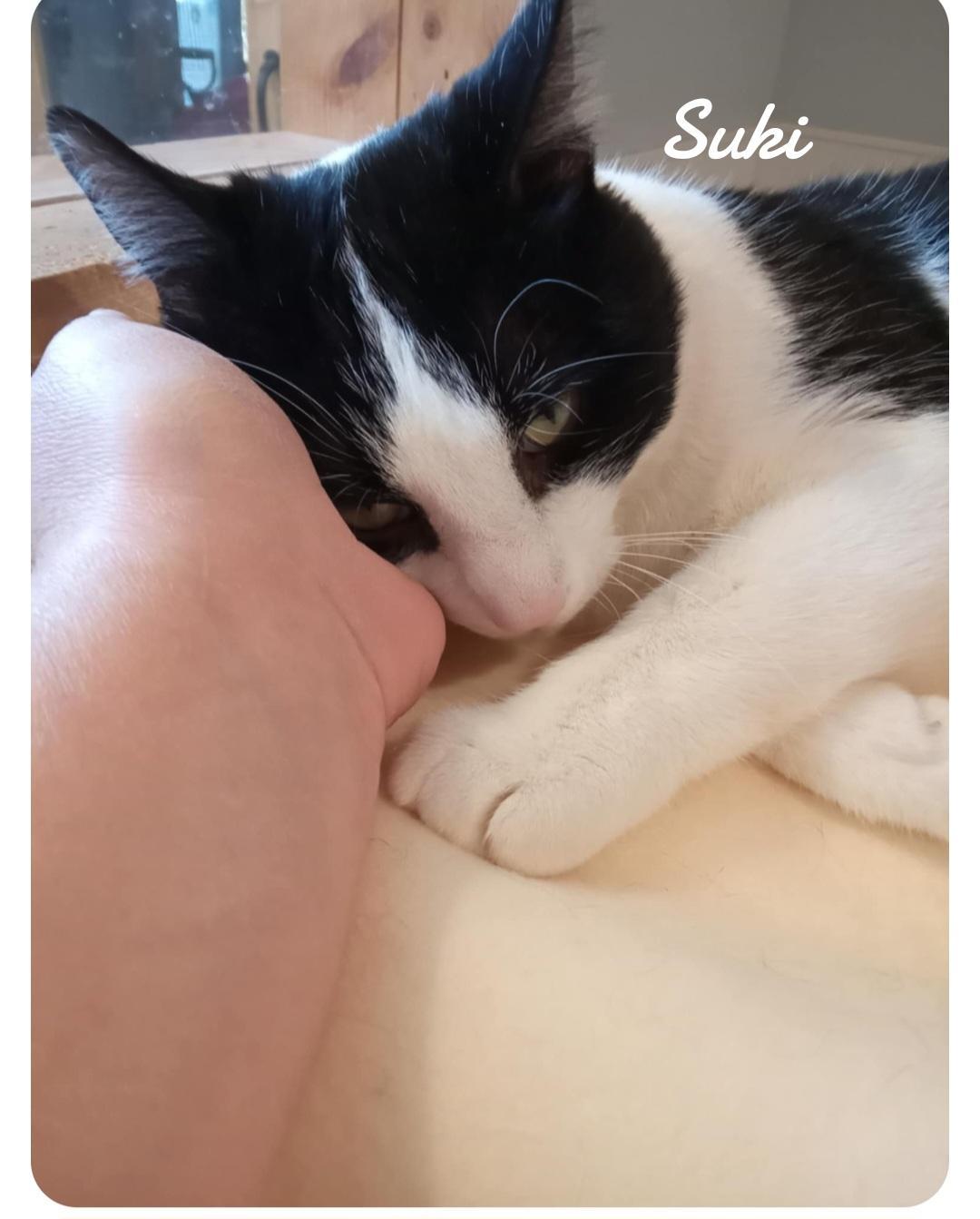 Suki