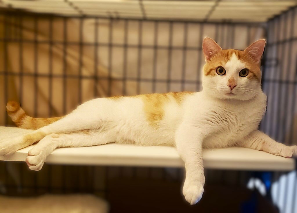Colby Jack