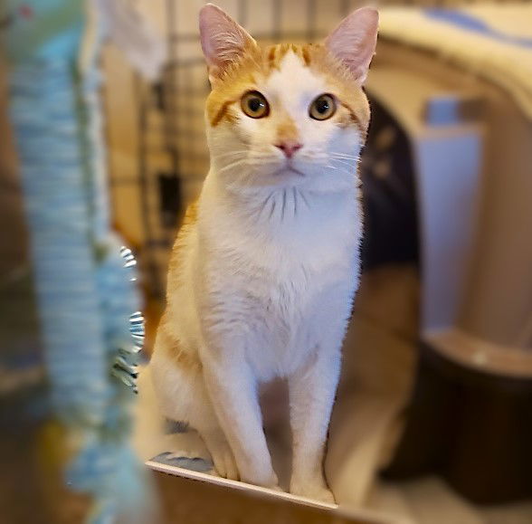 Colby Jack