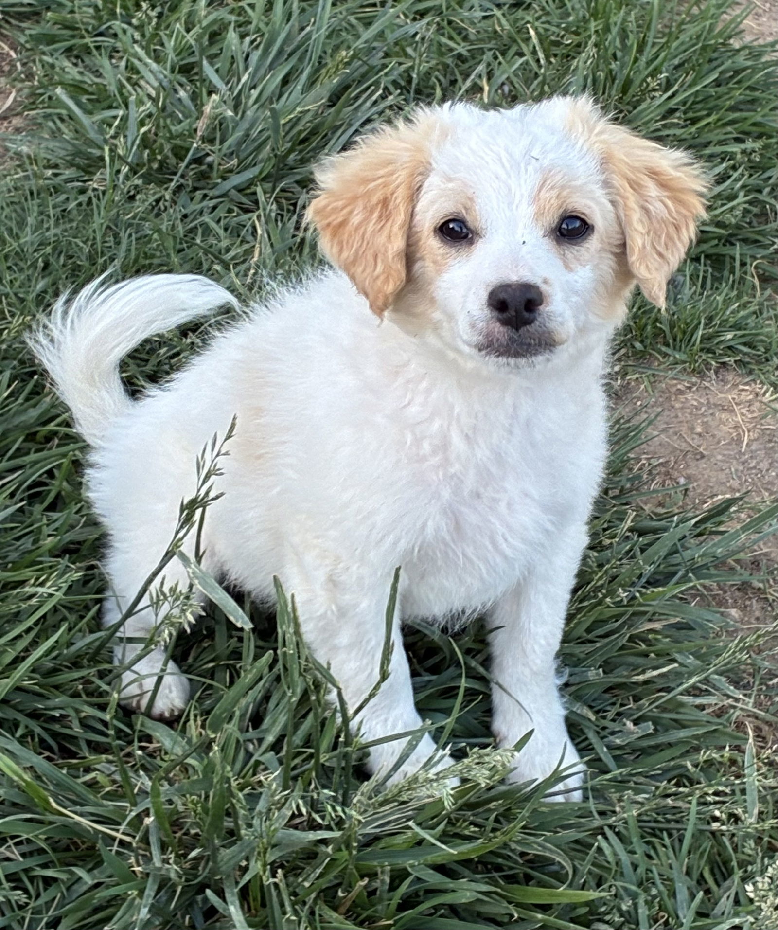 Puppy - Max