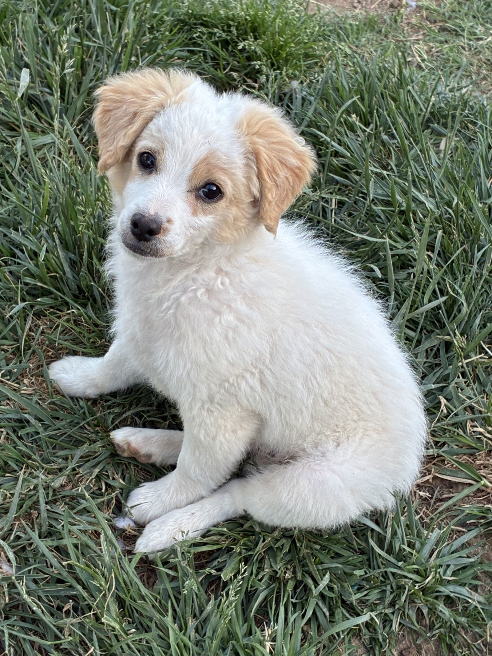 Puppy - Max