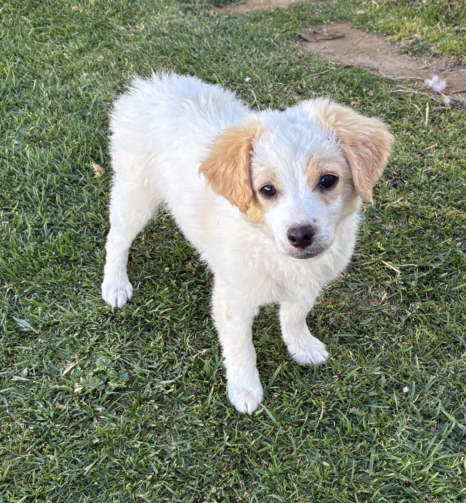 Puppy - Max