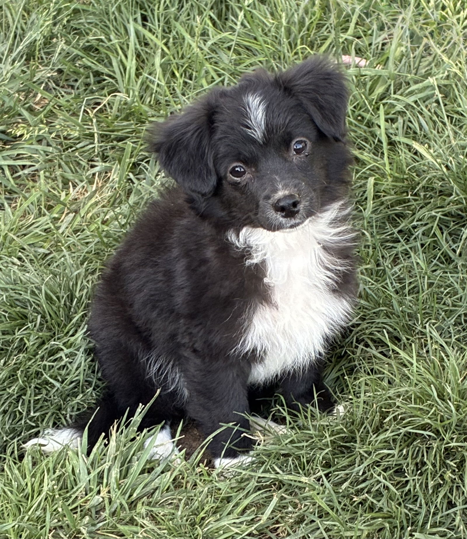 Puppy - Pepper