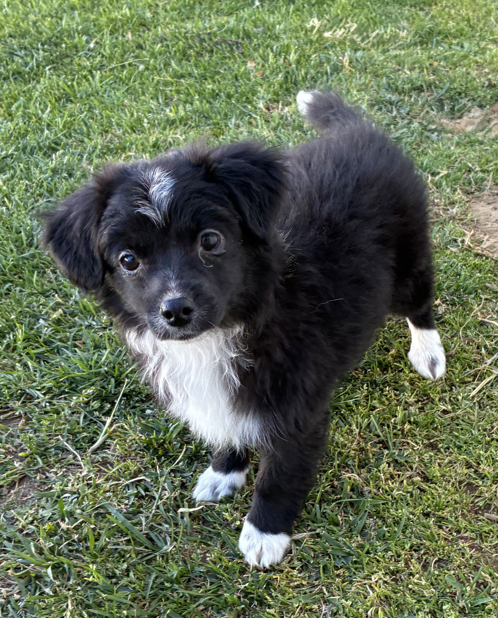 Puppy - Pepper