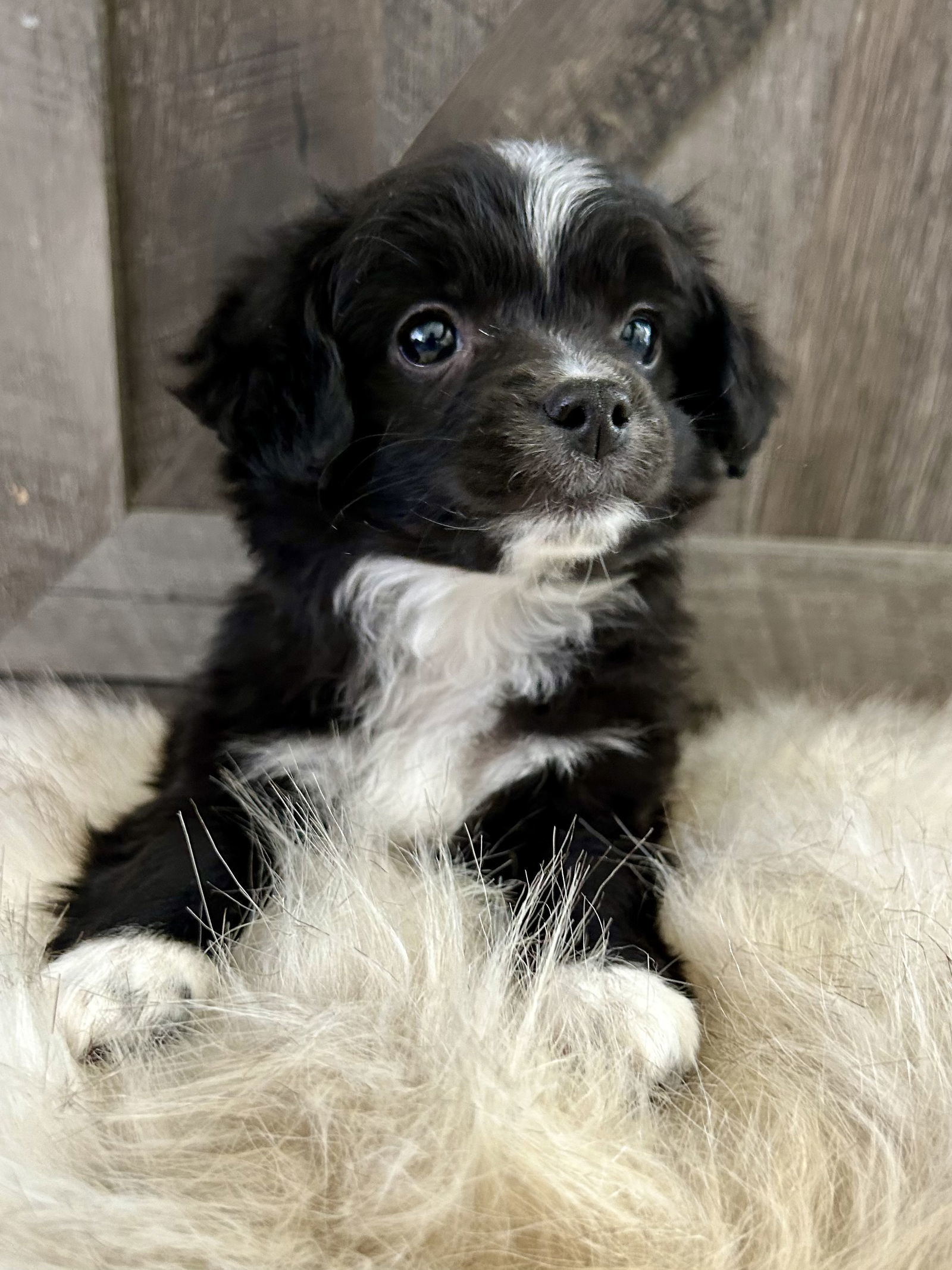 Puppy - Pepper