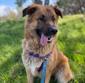 AVAILABLE BY APPOINTMENT Hello My name is Mato and Im a 1-year-old neutered shepherd mix that c