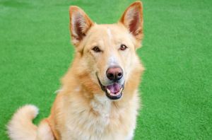 Hi there My name is Ben and Im a 4-year-old neutered Shepherd mix that currently weighs about 66