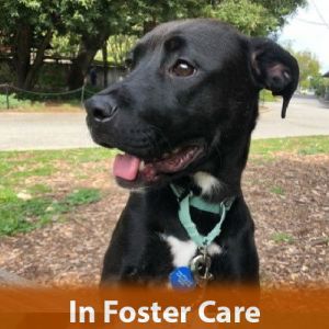 FOSTER CARE Hi there My name is Cindy and Im a spayed 9-month-old pit bull that currently weigh