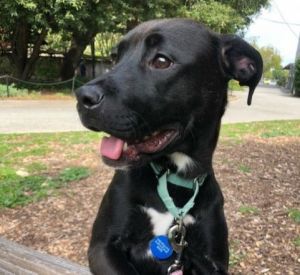 Hi there My name is Cindy and Im a spayed 9-month-old pit bull that currently weighs about 30lbs
