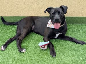 Hi there My name is Cindy and Im a spayed 9-month-old pit bull that currently weighs about 30lbs