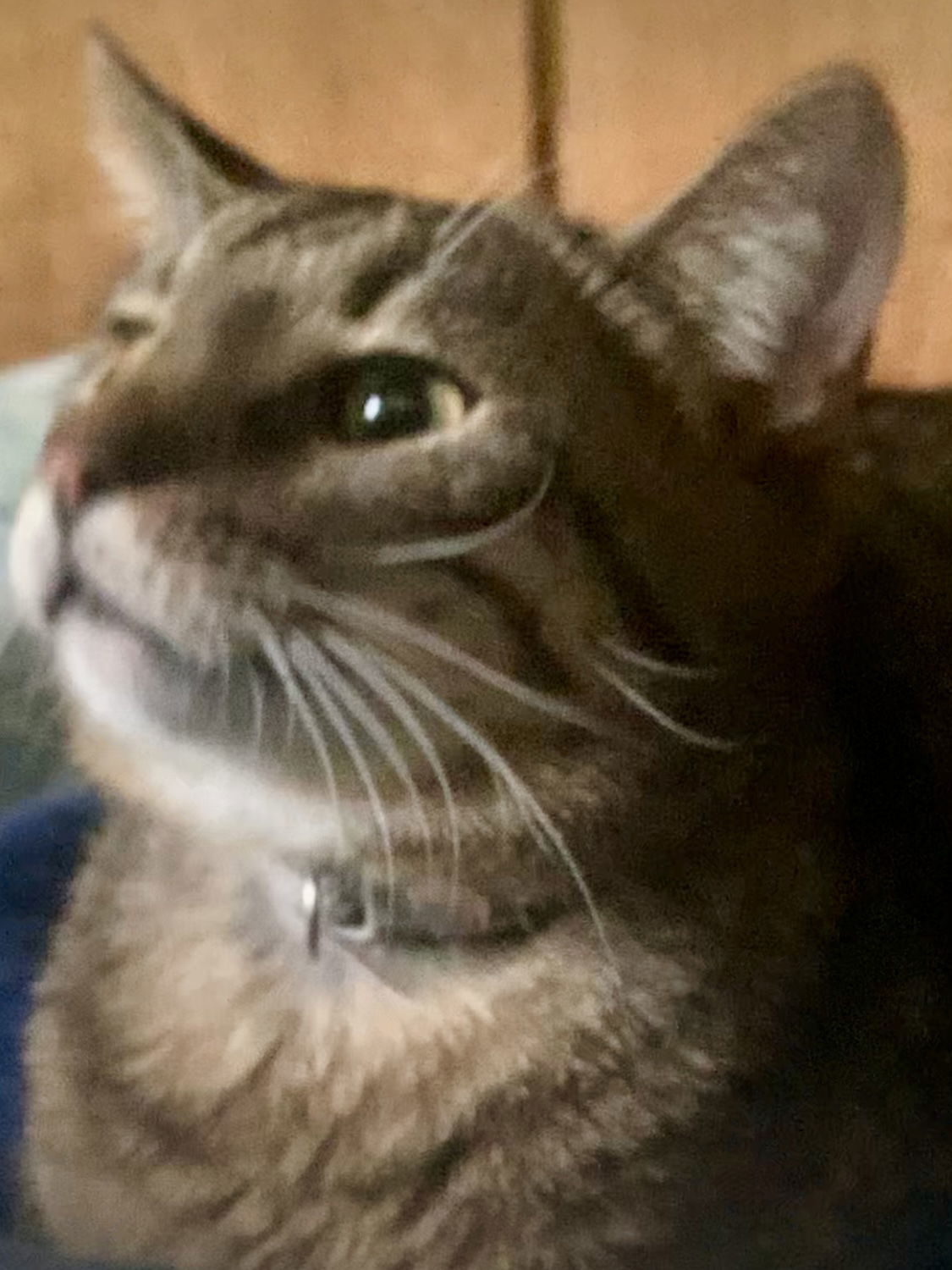 Zonk, an adoptable Tabby in Piedmont, MO, 63957 | Photo Image 1