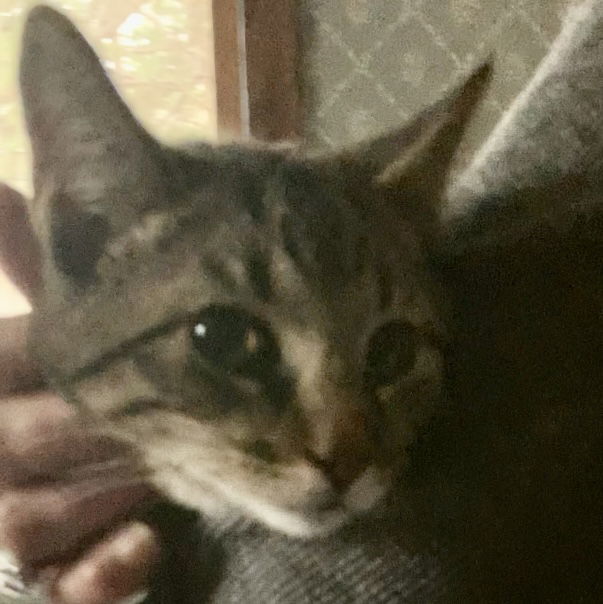 Zonk, an adoptable Tabby in Piedmont, MO, 63957 | Photo Image 3