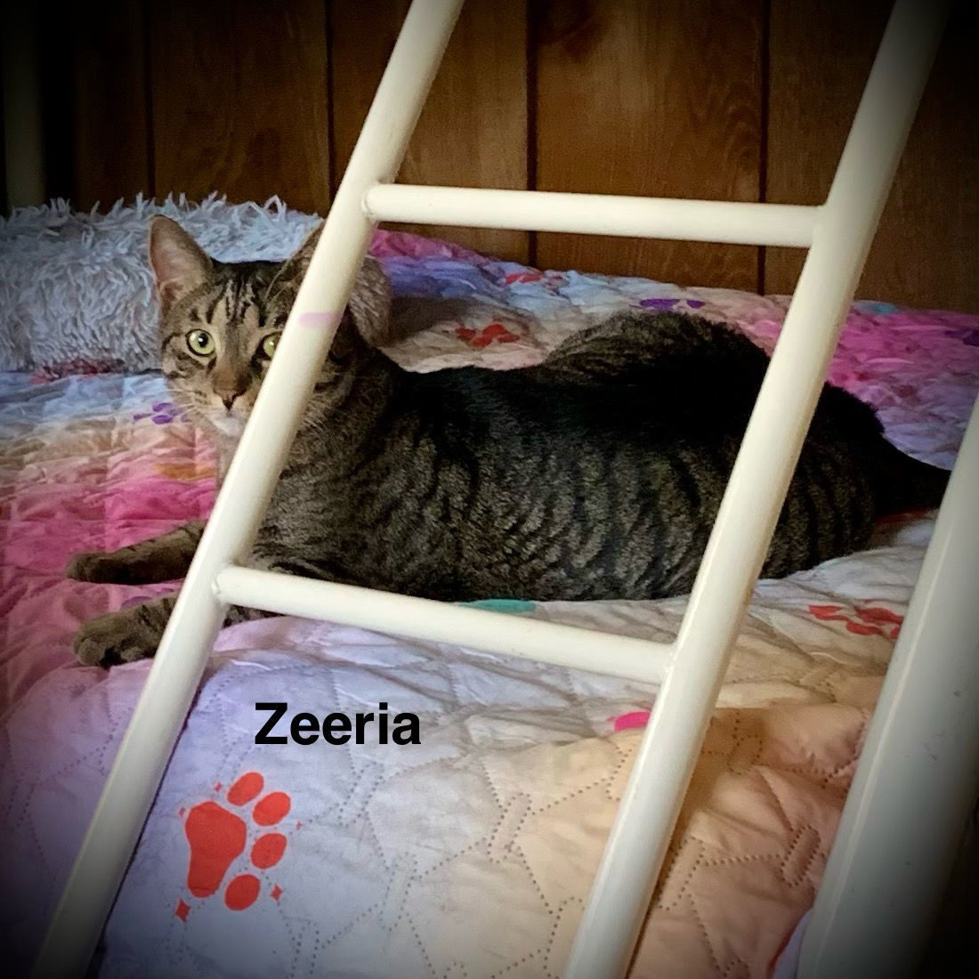 Zeeria, an adoptable Domestic Short Hair in Piedmont, MO, 63957 | Photo Image 2