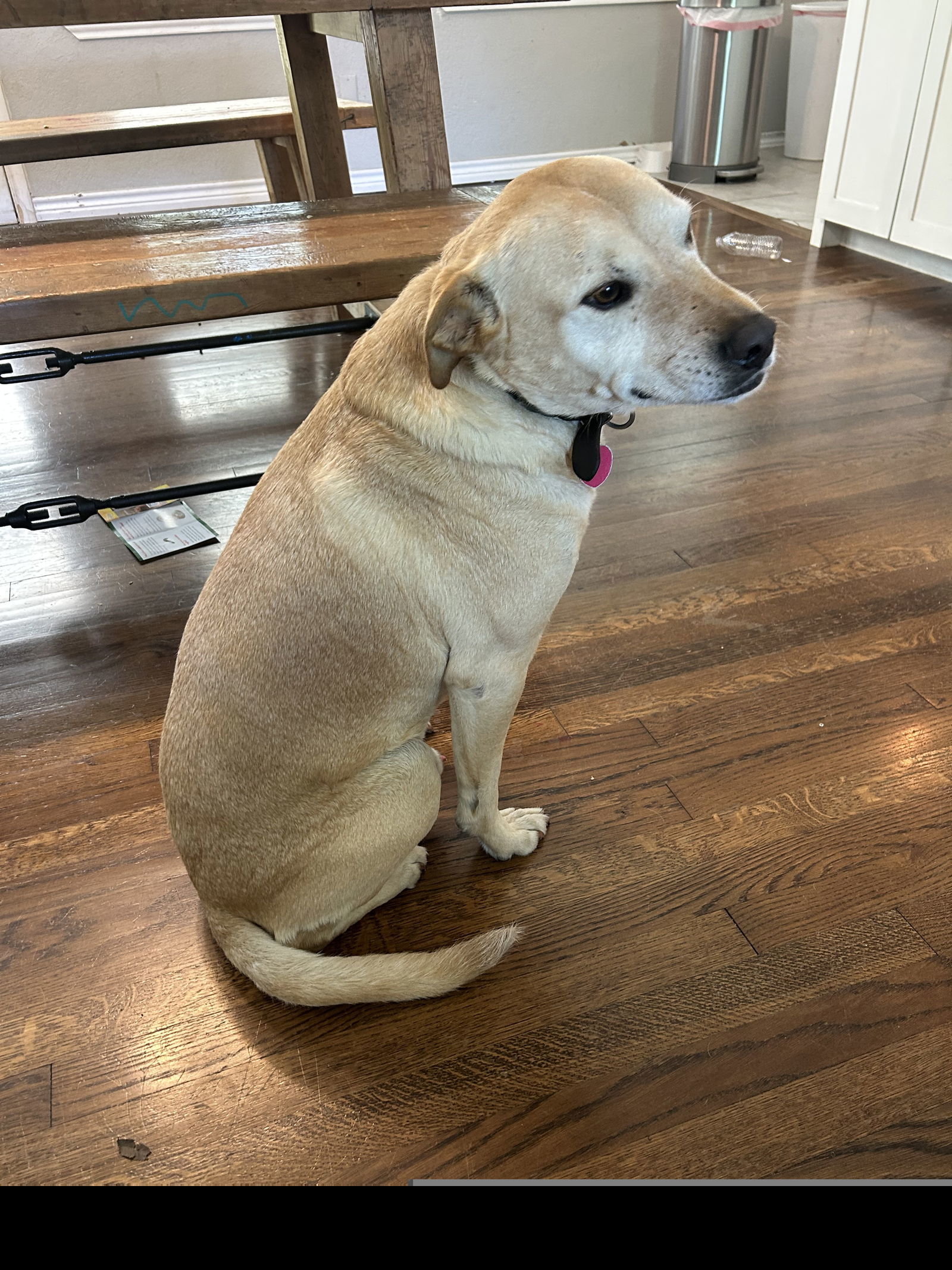 Chucho (New Digs)