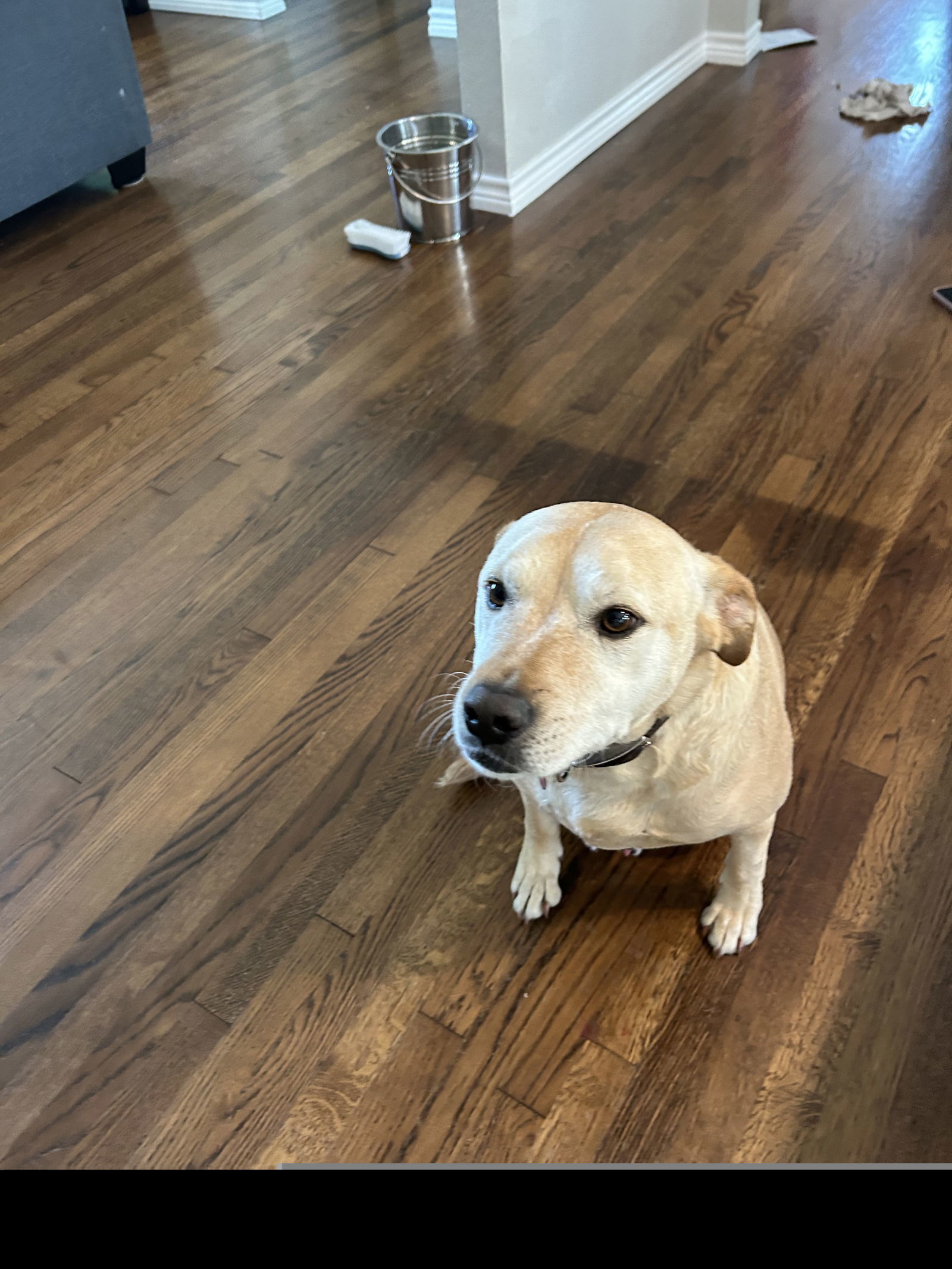 Chucho (New Digs)