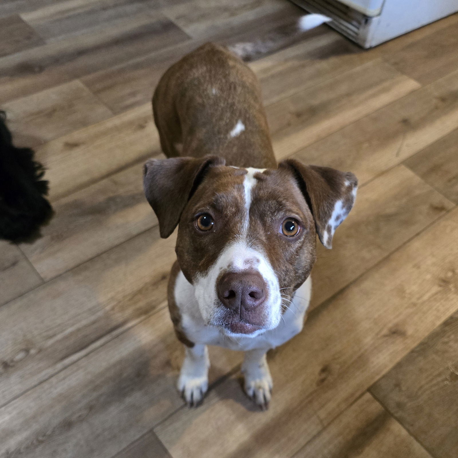 Molly D5549
