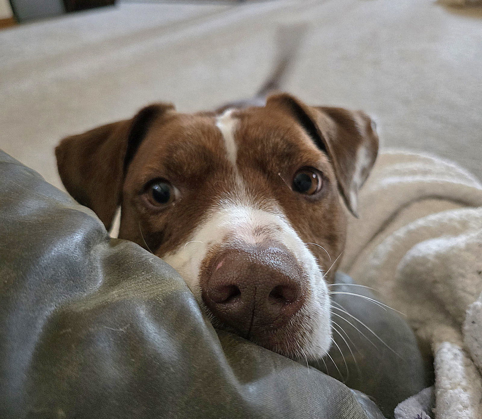 Molly D5549