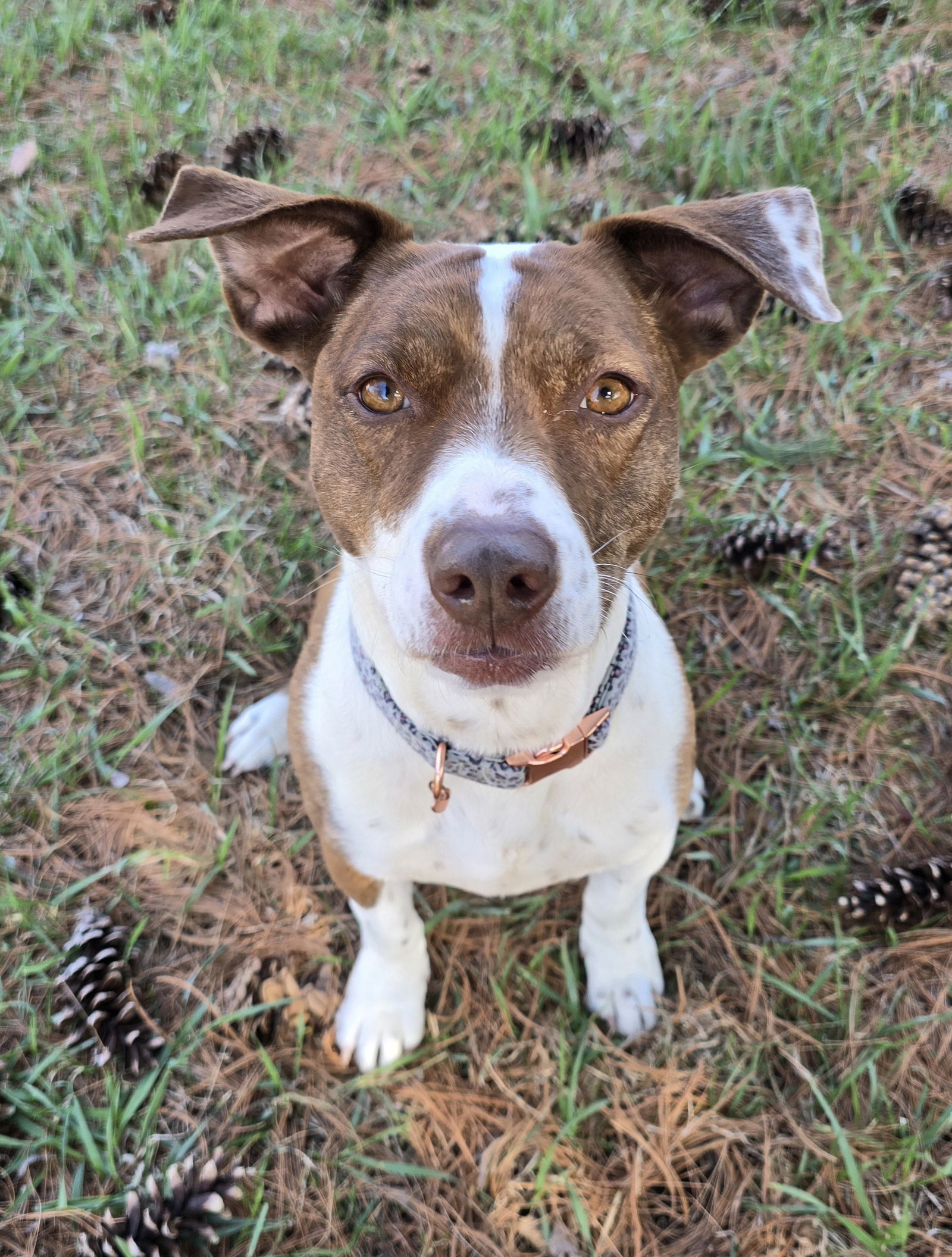 Molly D5549