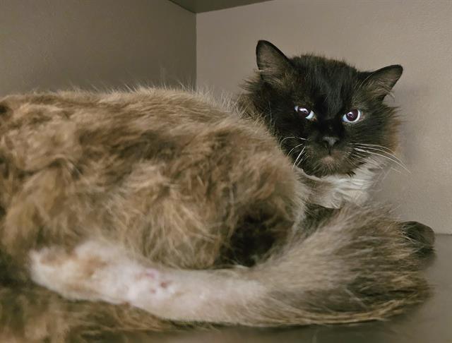 RAGLAN, an adoptable Domestic Medium Hair, Ragdoll in Clyde, NC, 28721 | Photo Image 1