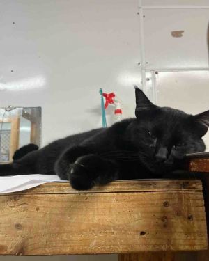 Buddy, Adult Male Domestic Short Hair